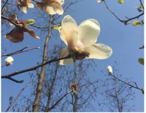 辛夷花的俗名叫什么 辛夷有几种叫法
