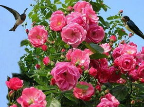 辉煌月季是大花月季吗 为什么没人养辉煌月季