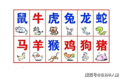 过代表什么生肖最佳答案 过字最佳生肖