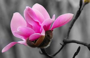 辛夷花喝1个月鼻窦炎没好 辛夷花泡茶喝多久对鼻炎有效