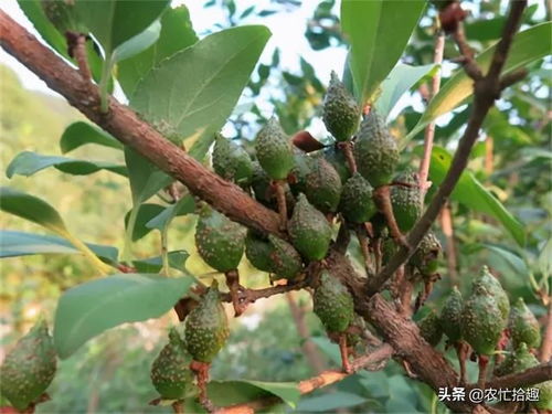 连翘有什么功效 连翘的十大功效