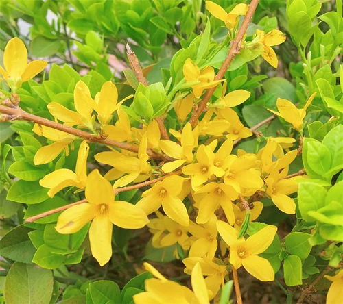 连翘多少钱一斤 种一亩连翘的利润多少