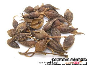 连翘的十大功效与作用 女性喝连翘茶的好处