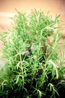 迷迭香怎么养才能更旺盛 家里为什么不能种迷迭香