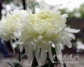 送女朋友白菊花代表什么意思 情侣之间送菊花代表什么意思