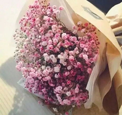 送女生粉色满天星花语代表什么 为什么不能送粉色的满天星