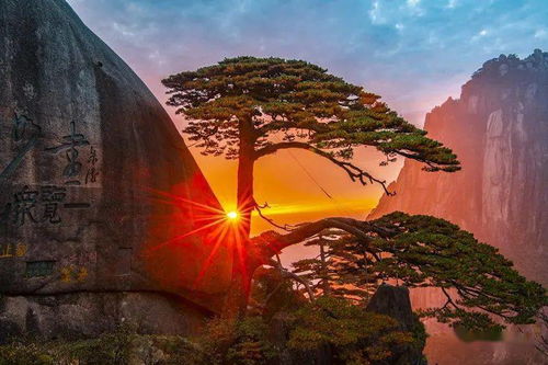 迎客松哪一年死的 真正的迎客松死了没有