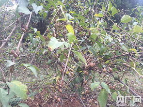 连翘移栽最佳时间 连翘种植时间和方法