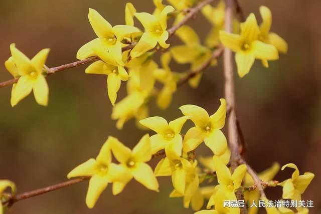 连翘的十大功效 连翘治皮肤病