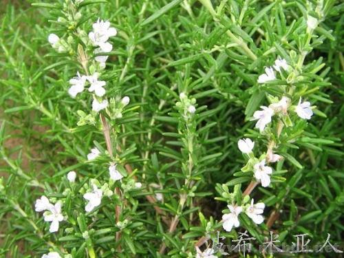 迷迭香食用大全 什么菜适合放迷迭香