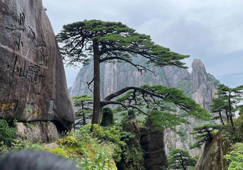 迎客松适合什么属相 迎客松最大的忌讳