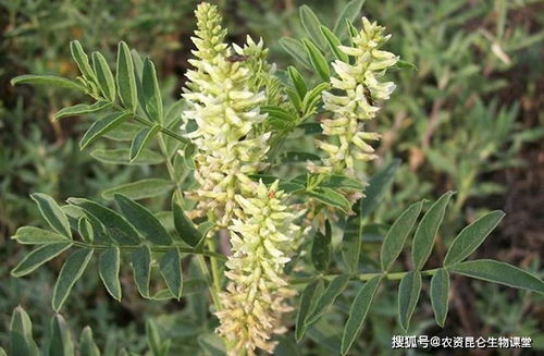 连翘功效作用与主治 连翘治皮肤病