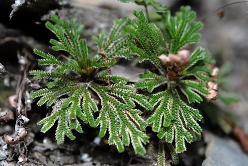 还魂草主治什么病 九死还魂草功效主治高血压