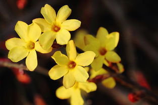 迎春花的经典语句 迎春花人生感悟
