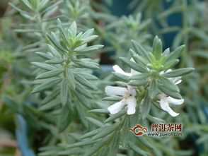 迷迭香茶能天天喝吗 长期喝迷迭香茶的危害
