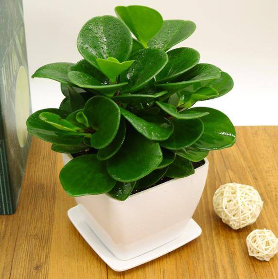 适合卧室的五种花 有助睡眠的10种花