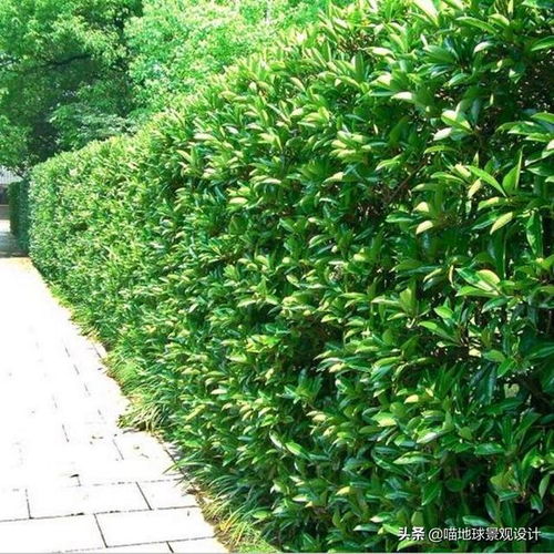 适合做围墙的常绿植物 围墙绿植绿化图片大全