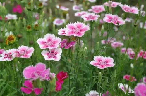 适合夏天暴晒的花 不怕暴晒的60种植物