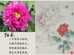送牡丹花一般送什么人 牡丹花送女朋友什么寓意