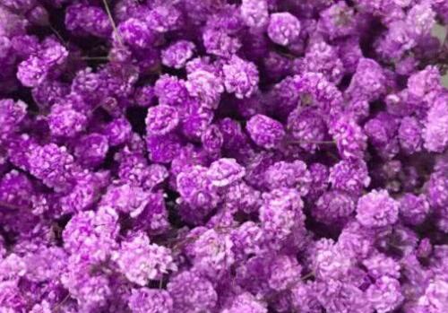 送男生满天星的含义 为什么送满天星必分手