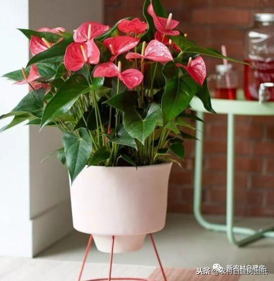 适合在家中种的花 三种最旺家的花