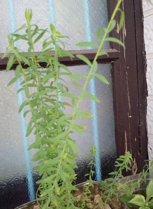 适合做垂吊瀑布的花 适合暴晒的垂吊植物