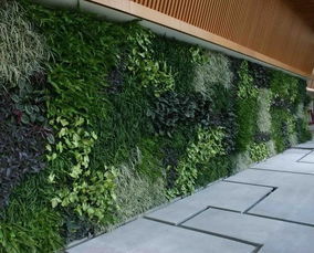 适合一年四季做篱笆墙的植物 可以做围栏的植物绿化