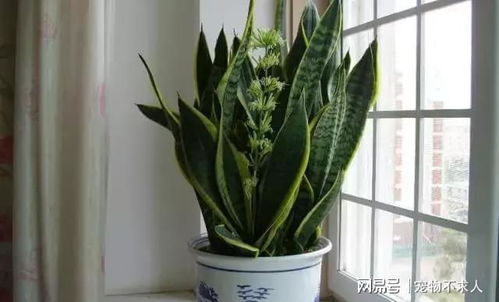 适合懒人养的植物 十大养不死的大型绿植