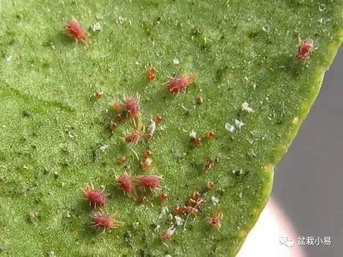 遇到小红蜘蛛什么征兆 身上落个小红蜘蛛寓意