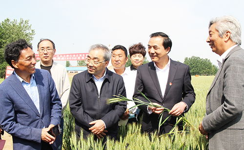 郑麦136高产品种 郑麦136大缺点