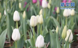 郁金香一年开几次花 家里为什么不能种郁金香