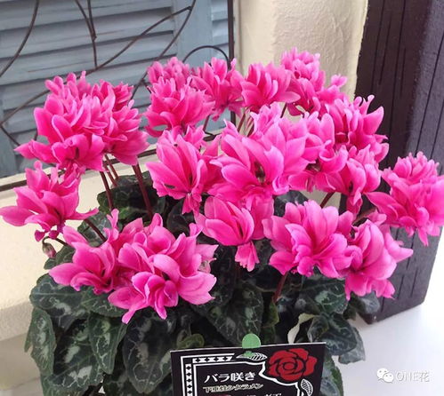 适合秋冬天种的花 100种冬天的花