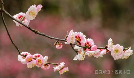 通过梅花悟出的道理 梅花带给人的感悟
