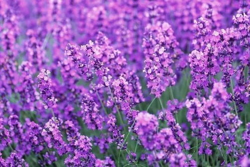 适合送给女孩子的花 代表女女爱情的花