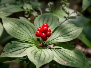 遍插茱萸少一人是啥意思 茱萸代表着什么意思