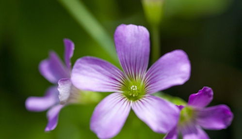 酢浆草的禁忌 家里种酢浆草吉利吗