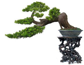 造型罗汉松多少钱一颗 罗汉松怎么整形