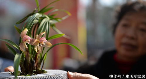 适合新手养的兰花有哪些 家里千万不能养兰花