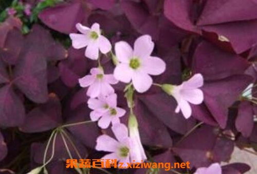 酢浆草怎么养能爆盆 紫酢浆草的寿命是几年