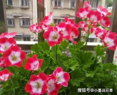 醉蝶花的风水寓意 醉蝶花种在家里好不好