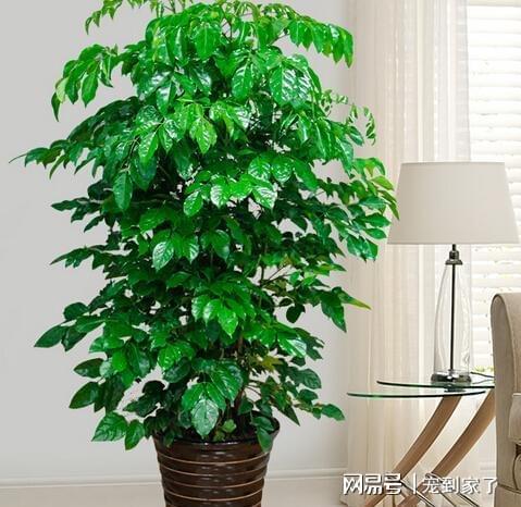 适合放阳台暴晒的盆栽植物 不怕强光暴晒的绿植