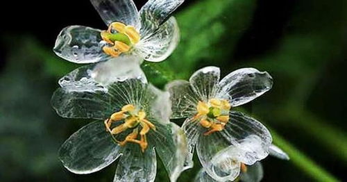 醒完花了需要把水倒了吗 醒花过后要怎么换水呢