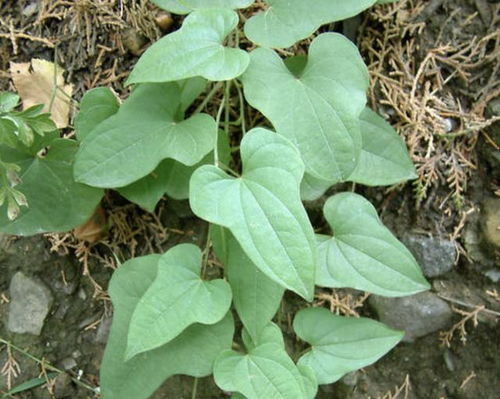 野山药和普通山药的区别 正宗野山药的图片