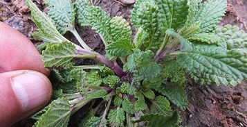 野苋菜的十大神奇功效 野苋菜根煮水喝主治