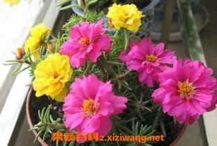 重瓣太阳花如何过冬 重瓣太阳花可以活几年