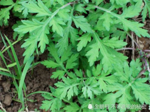 野生艾草分几种 艾草有几种,哪种最好