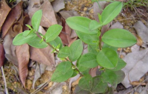 金不换有几种 金不换菜真名叫啥