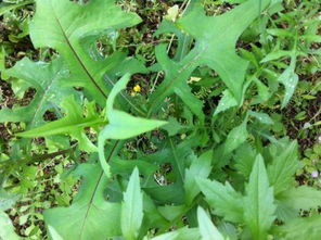 野生苦菜有什么药效 野苦菜汤的作用