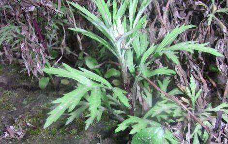野生香草长什么样子 香草是什么样子的