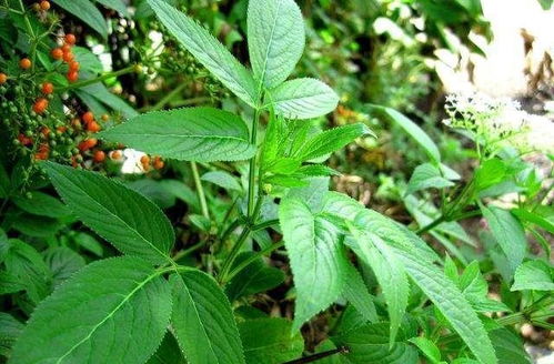 野生接骨草的使用方法 接骨草泡脚的功效